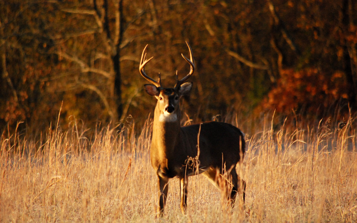 Hunting Seasons & Land Values: Why Timing Matters When Buying or Selling in Mount Ayr, IA